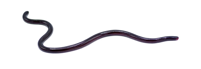 Brahminy Blind snake - Indotyphlops braminus - non venomous fossorial nocturnal species found in leaf litter from Asia or Africa but have spread worldwide. Eyespot Closeup isolated on white background