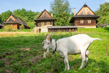 Goat on a green meadow in front of old wooden houses. Old wooden wallachia village. Roznov pod Radhostem. Czech Republic.