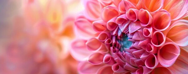 Close-up of a pink dahlia with soft background - floral macro photography
