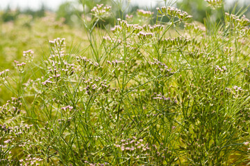 Most popular cumin seeds plant in Egyptian field,unripped cumin crop dry plants,The most widely used spice is cumin or plant,Carum or Caraway and carvi. cumin flower.
