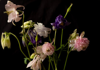 aquilegia flowers on a black background. Beautiful botanical design, blur and selective focus