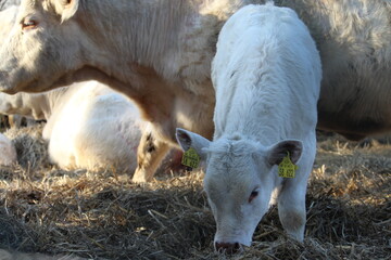 Mutterkuh mit Kalb