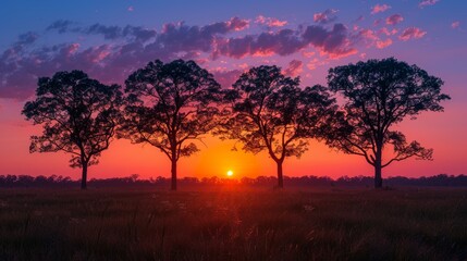 Fototapeta na wymiar Sunset silhouettes of trees against a colorful sky