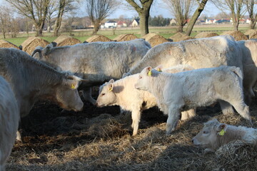 Mutterkuh mit Kalb