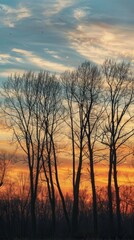 Naklejka premium Silhouette of trees against sunset sky