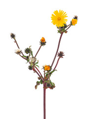 Hawkweed oxtongue plant isolated on white background, Picris hieracioides