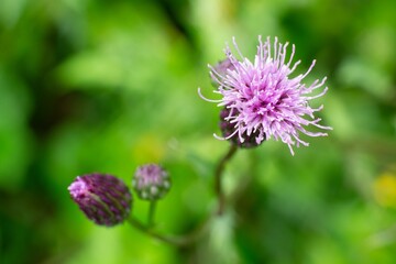 Cirsium arvense (creeping thistle) flower plant with bokeh effect