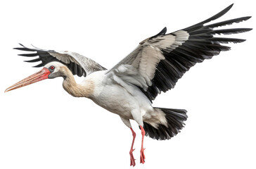 Stork in flight with transparent background