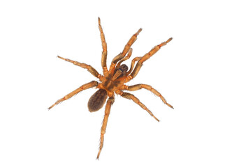 Ground wolf spider isolated on white background, Trochosa terricola