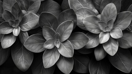 Black and white photography of leaves - obrazy, fototapety, plakaty