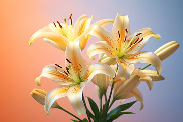 lily flower on bright background