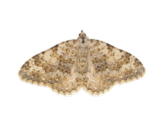 Grey mountain carpet moth isolated on white background, Entephria caesiata - Powered by Adobe