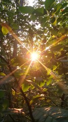 Sunlight filtering through forest leaves