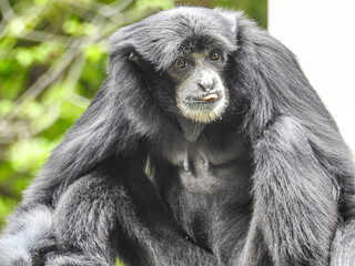 フクロテナガザルの特徴はオスが持つ大きな「のど袋」で、独特の鳴き声を発します。