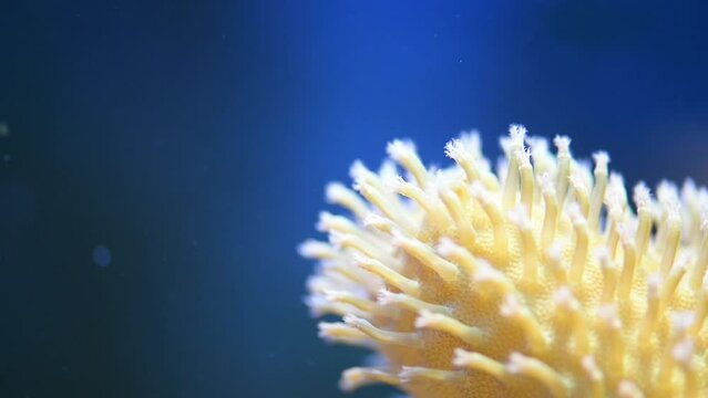 Anthozoa is class of marine invertebrates which includes sea anemones, stony corals and soft corals. Adult anthozoans are almost all attached to seabed, while their larvae can disperse of plankton.