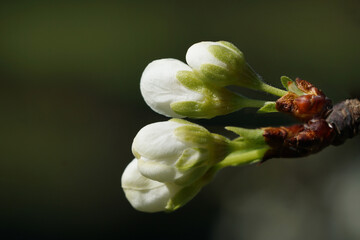 Fototapeta na wymiar Fruit buds of the plum variety Queen Victoria, named victoria plum