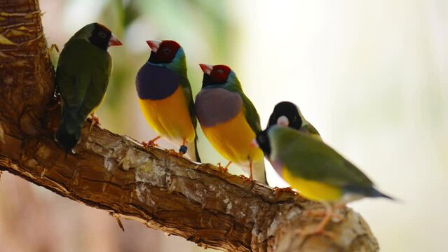 Gouldian finch