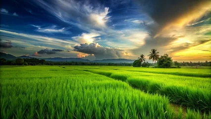 Selbstklebende Fototapeten green-rice-fild-with-evening-sky © servoooo