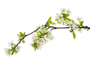 Blossoming Japanese plum tree branch isolated on white background, Prunus salicina - obrazy, fototapety, plakaty