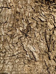 bark of a olive tree