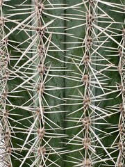 background cactus