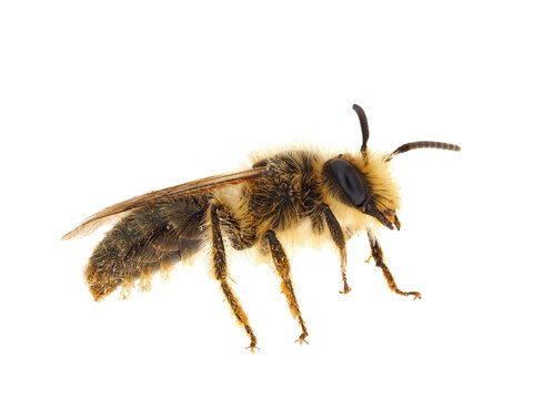 Vernal colletes bee isolated on white background, Colletes cunicularius