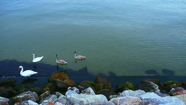 Swans are birds of the family Anatidae