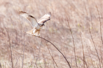 枝に飛びつく美しいノスリ（タカ科）。

日本国群馬県、利根川河川敷にて。
2024年3月17日撮影。

A beautiful Eastern Buzzard (Buteo japonicus, family comprising hawks) jump at the branch.

At Tonegawa riverbed, Gunma, Japan,
photo by March 17, 2
