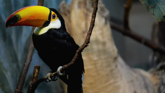 Toucan are members of the family Ramphastidae