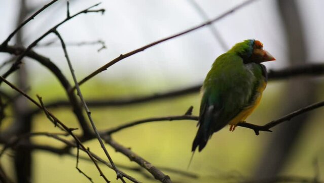 Gouldian finch (Erythrura gouldiae)