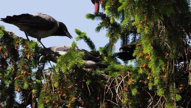 Hungry grown crow chicks scream on a tree branch. Birds opening their beaks and asking for food