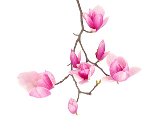 Blossoming saucer magnolia tree branch isolated on white background, Magnolia × soulangeana