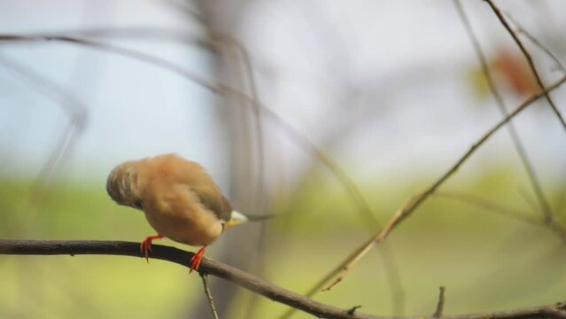 Gouldian finch (Erythrura gouldiae)