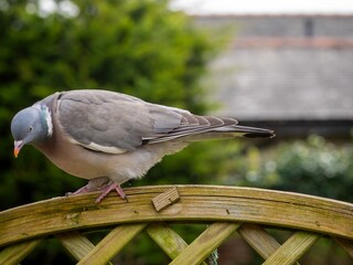 Pigeon Perched on a Fence
