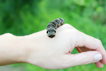 Elephant hawk moth (Deilephila elpenor) caterpillar close up natural conditions on hand green blur background