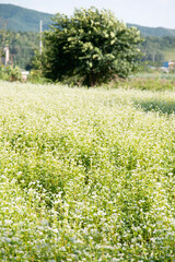 View of the white buckwheat flower field