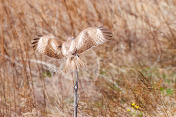 枝に飛びつく美しいノスリ（タカ科）。

日本国群馬県、利根川河川敷にて。
2024年3月17日撮影。

A beautiful Eastern Buzzard (Buteo japonicus, family comprising hawks) jump at the branch.

At Tonegawa riverbed, Gunma, Japan,
photo by March 17, 2