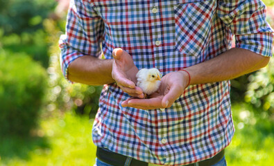 The farmer holds a chicken in his hands. Selective focus.