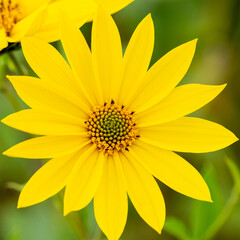 Yellow flower in the garden, Thailand. (Helianthus annuus)