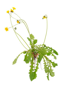 Holy hawksbeard plant isolated on white background, Crepis sancta