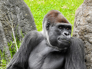 ゴリラはとても優れた知性があり、簡単な手話を理解する能力があることが知られています。