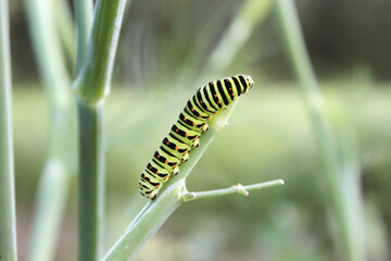 Caterpillar of The Old world swallowtail (Papilio machaon) crawling and feeding on stem of a...