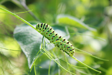 Caterpillar of The Old world swallowtail (Papilio machaon) crawling and feeding on stem of a...