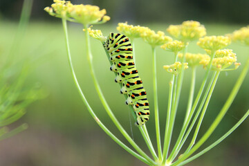 Caterpillar of The Old world swallowtail (Papilio machaon) crawling and feeding on stem of a fennel, close up, natural conditions in garden.