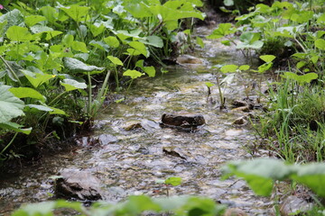 grüner Bewuchs an einem Bach
