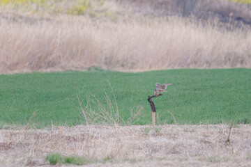 枝に飛びつく美しいコミミズク（フクロウ科）。

日本国埼玉県、荒川河川敷にて。
2024年3月17日撮影。

A beautiful Short-eard Owl (Asio flammeus, family comprising owls) jump at the branch.

At Arakawa riverbed, Saitama pref, Japan,
photo by March 