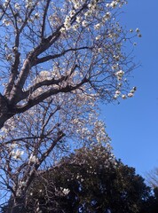 magnolia white tulips flower japan