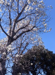 magnolia white tulips flower japan