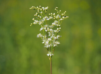 Fern-leaf dropwort plant, Filipendula vulgaris