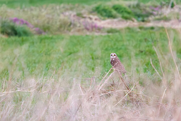 麦畑の枝で休む美しいコミミズク（フクロウ科）。

日本国埼玉県、荒川河川敷にて。
2024年3月17日撮影。

A beautiful Short-eard Owl (Asio flammeus, family comprising owls) resting on a branch in a wheat field.

At Arakawa riverbed, Saitama pref, Jap